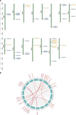 Genome-wide identification and expression analysis of protein arginine methyltransferase and JmjC domain-containing family in apple